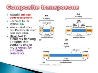  bacterial cut-and-
paste transposons
 --denoted by the
symbol Tn.
 --are created when
two IS elements insert
near each other.
 Have two IS
elements flanking
a region that
contains one or
more genes for
antibiotic
resistance.
 