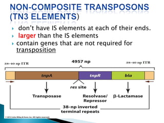  don’t have IS elements at each of their ends.
 larger than the IS elements
 contain genes that are not required for
transposition
 