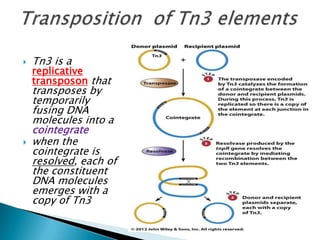  Tn3 is a
replicative
transposon that
transposes by
temporarily
fusing DNA
molecules into a
cointegrate
 when the
cointegrate is
resolved, each of
the constituent
DNA molecules
emerges with a
copy of Tn3
 