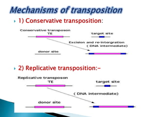  1) Conservative transposition:
-
 2) Replicative transposition:-
 