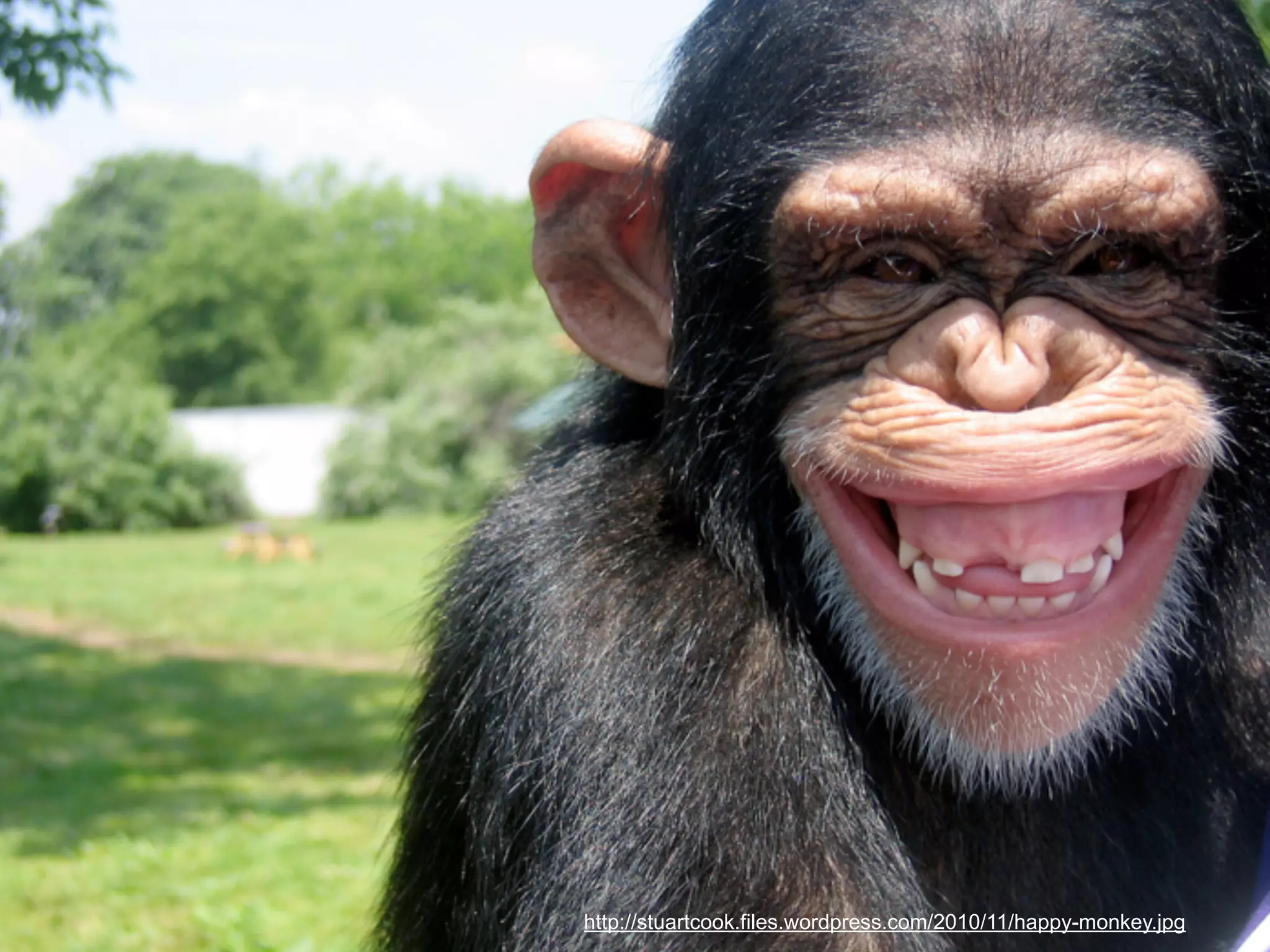 http://stuartcook.files.wordpress.com/2010/11/happy-monkey.jpg
 