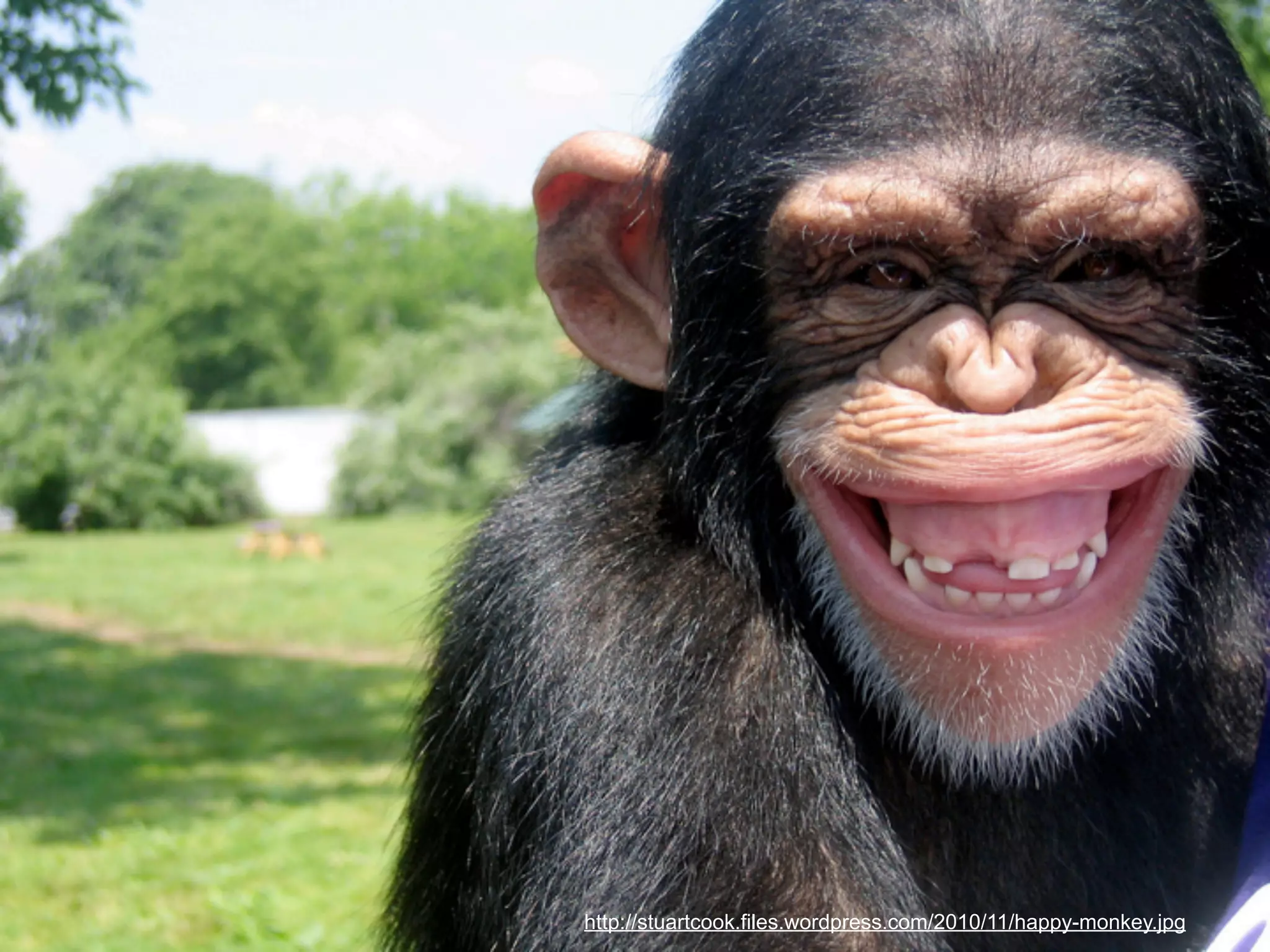 http://stuartcook.files.wordpress.com/2010/11/happy-monkey.jpg

 