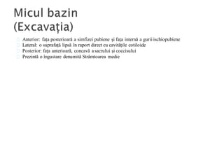 Anterior: fața posterioară a simfizei pubiene și fața internă a gurii ischiopubiene
Lateral: o suprafață lipsă în raport direct cu cavitățile cotiloide
Posterior: fața anterioară, concavă a sacrului și coccisului
Prezintă o îngustare denumită Strâmtoarea medie
 