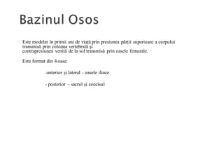 Este modelat în primii ani de viață prin presiunea părții superioare a corpului
transmisă prin coloana vertebrală și
contrapresiunea venită de la sol transmisă prin oasele femurale.
Este format din 4 oase:
-anterior și lateral - oasele iliace
- posterior – sacrul și coccisul
 