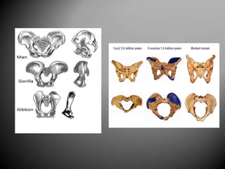 Referat - Bazinul Osos.docx