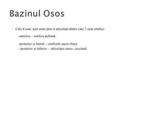 Cele 4 oase sunt unite prin 4 articulații dintre care 3 sunt simfize:
-anterior – simfiza pubiană
-posterior și lateral – simfizele sacro-iliace
- posterior și inferior – articulația sacro- cocciană
 