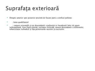 • Dinspre anterior spre posterior prezintă de fiecare parte a simfizei pubiene:
• -lama quadrilateral
• - ramura orizontală și cea descendentă a pubisului ce încadrează între ele gaura
ischiopubiană, fosa iliacă externă, cavitatea cotiloidă, ramura descendentă a ischionului,
tuberozitatea ischiadică și fața posterioarăa sacrului și coccisului.
 