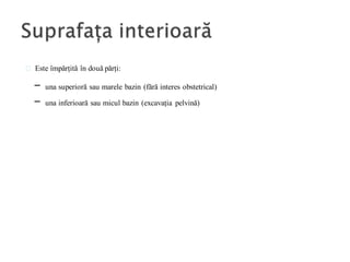 Este împărțită în două părți:
- una superioră sau marele bazin (fără interes obstetrical)
- una inferioară sau micul bazin (excavația pelvină)
 