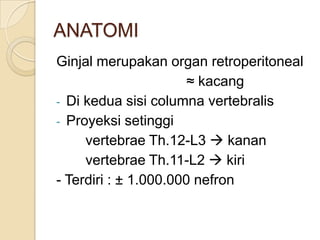 ANATOMI
Ginjal merupakan organ retroperitoneal
≈ kacang
- Di kedua sisi columna vertebralis
- Proyeksi setinggi
vertebrae Th.12-L3  kanan
vertebrae Th.11-L2  kiri
- Terdiri : ± 1.000.000 nefron
 