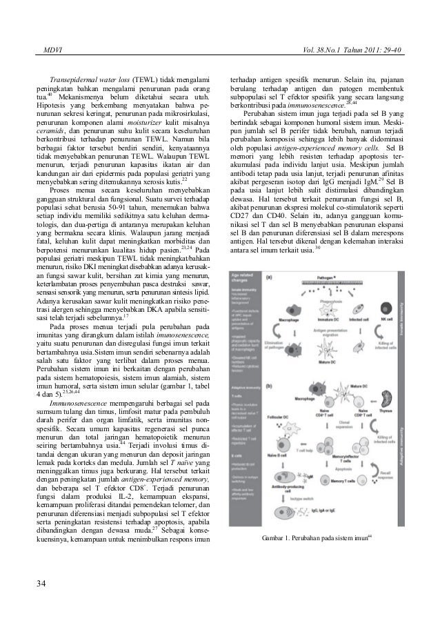 dermatitis kontak, geriatri, DKI, DKA