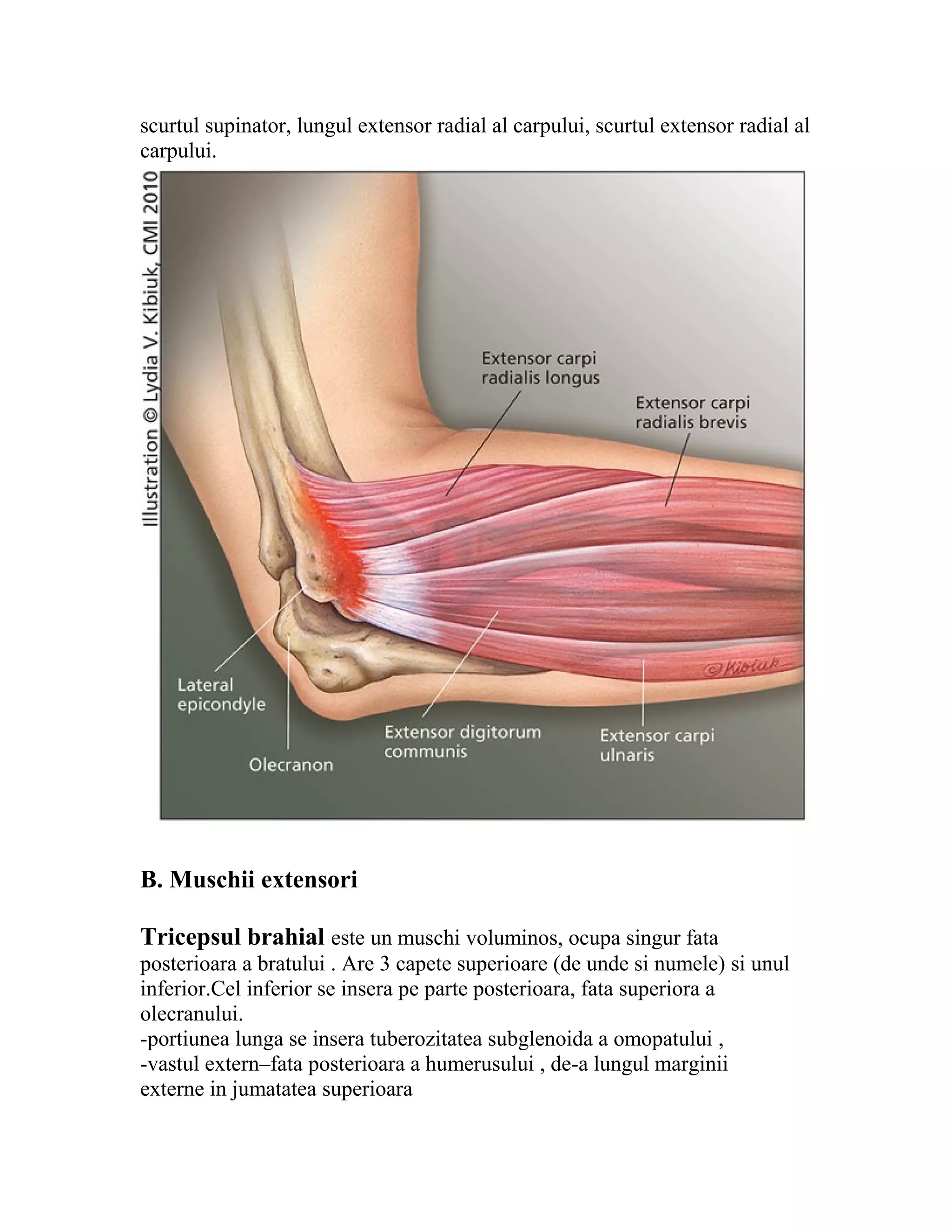 scurtul supinator, lungul extensor radial al carpului, scurtul extensor radial al
carpului.




B. Muschii extensori

Tricepsul brahial este un muschi voluminos, ocupa singur fata
posterioara a bratului . Are 3 capete superioare (de unde si numele) si unul
inferior.Cel inferior se insera pe parte posterioara, fata superiora a
olecranului.
-portiunea lunga se insera tuberozitatea subglenoida a omopatului ,
-vastul extern–fata posterioara a humerusului , de-a lungul marginii
externe in jumatatea superioara
 