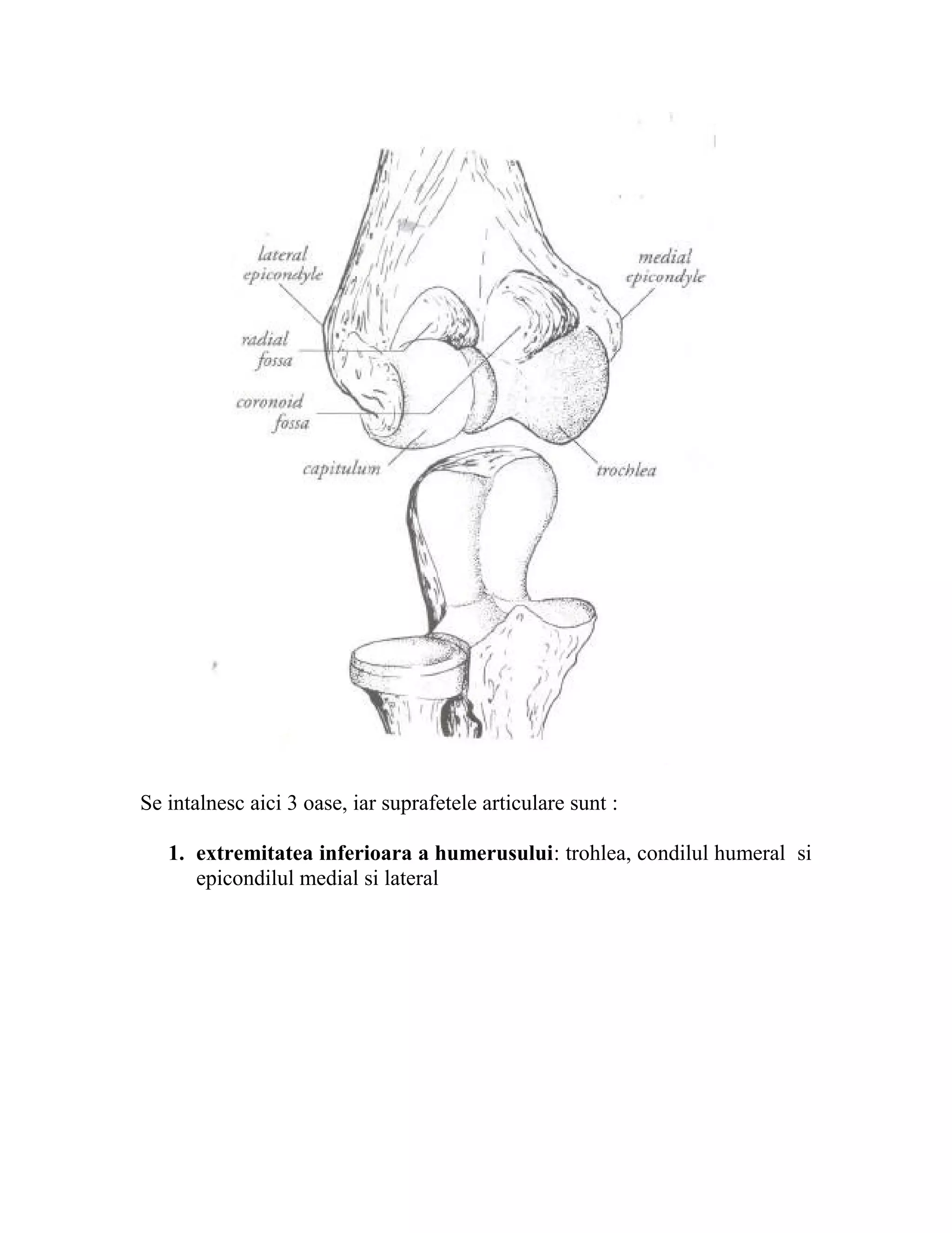 Se intalnesc aici 3 oase, iar suprafetele articulare sunt :

   1. extremitatea inferioara a humerusului: trohlea, condilul humeral si
      epicondilul medial si lateral
 