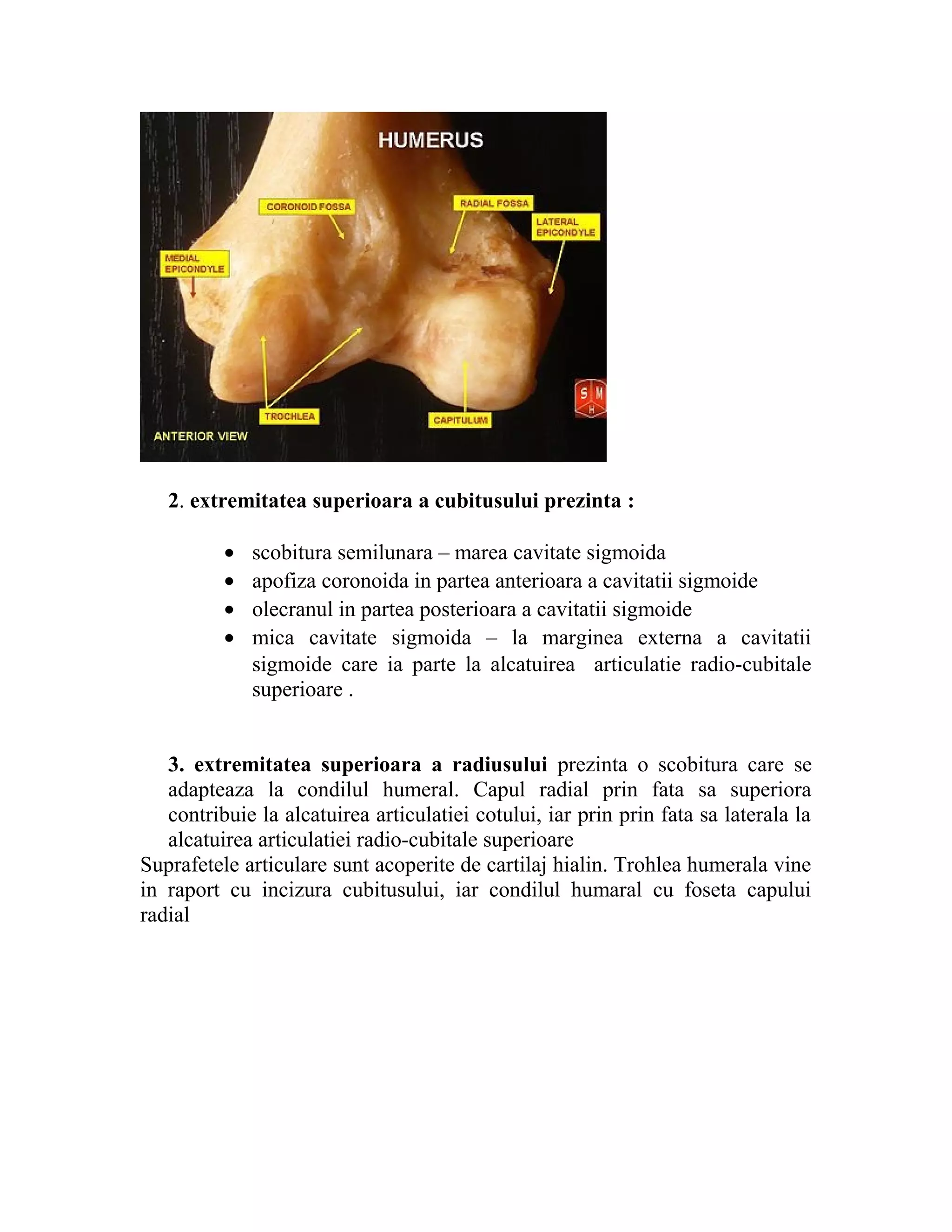 2. extremitatea superioara a cubitusului prezinta :

          •   scobitura semilunara – marea cavitate sigmoida
          •   apofiza coronoida in partea anterioara a cavitatii sigmoide
          •   olecranul in partea posterioara a cavitatii sigmoide
          •   mica cavitate sigmoida – la marginea externa a cavitatii
              sigmoide care ia parte la alcatuirea articulatie radio-cubitale
              superioare .


   3. extremitatea superioara a radiusului prezinta o scobitura care se
   adapteaza la condilul humeral. Capul radial prin fata sa superiora
   contribuie la alcatuirea articulatiei cotului, iar prin prin fata sa laterala la
   alcatuirea articulatiei radio-cubitale superioare
Suprafetele articulare sunt acoperite de cartilaj hialin. Trohlea humerala vine
in raport cu incizura cubitusului, iar condilul humaral cu foseta capului
radial
 