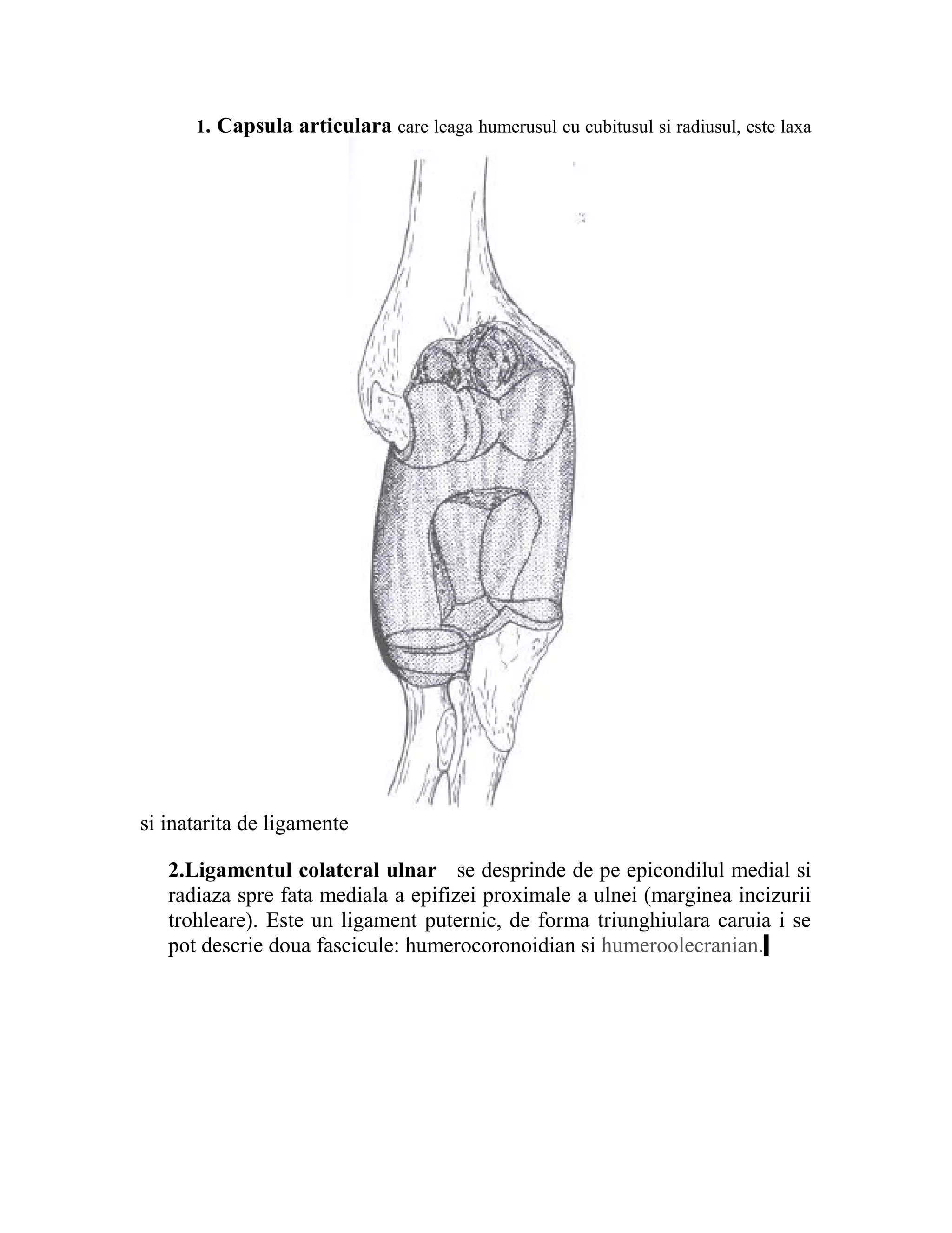 1. Capsula articulara care leaga humerusul cu cubitusul si radiusul, este laxa




si inatarita de ligamente

   2.Ligamentul colateral ulnar se desprinde de pe epicondilul medial si
   radiaza spre fata mediala a epifizei proximale a ulnei (marginea incizurii
   trohleare). Este un ligament puternic, de forma triunghiulara caruia i se
   pot descrie doua fascicule: humerocoronoidian si humeroolecranian.
 