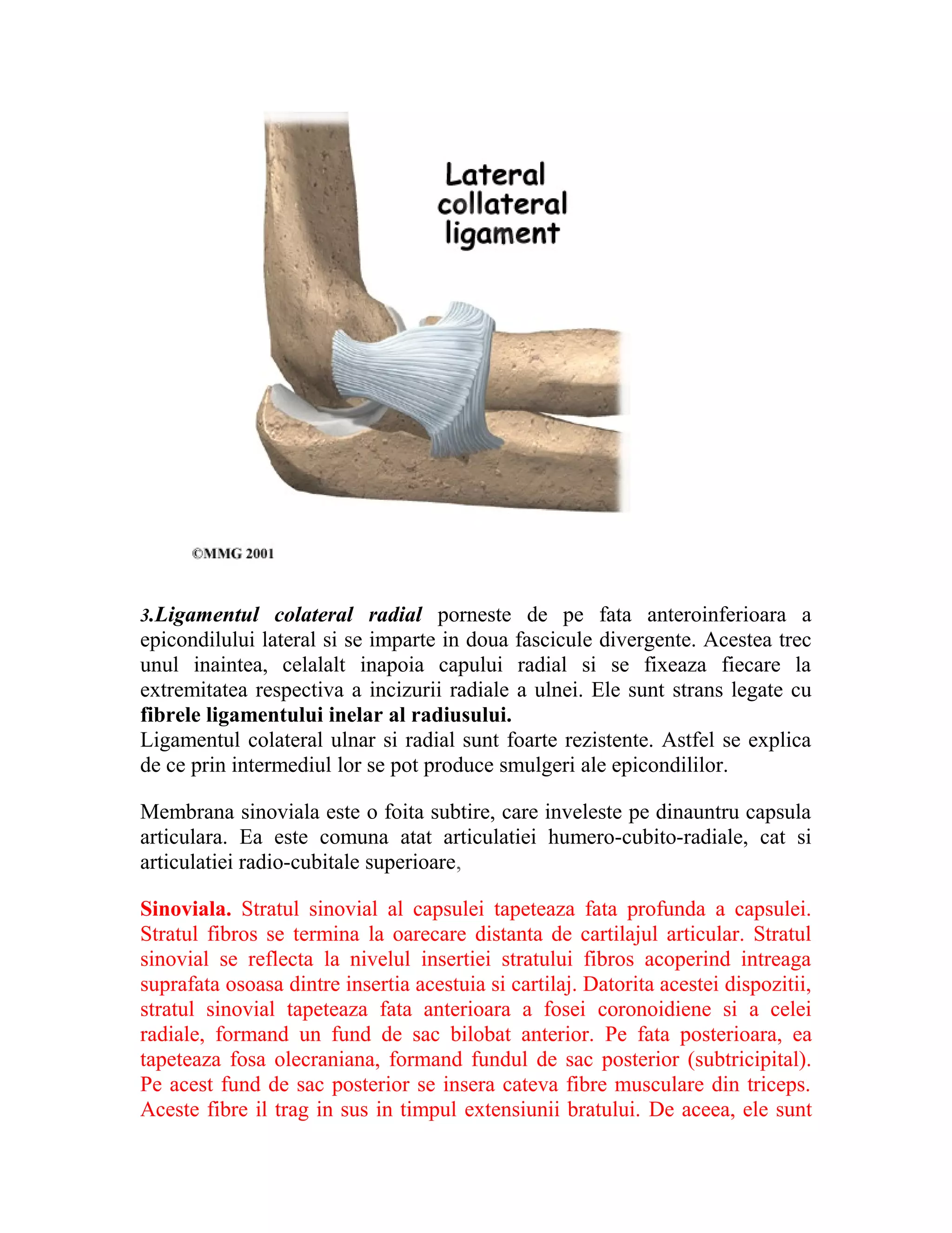 3.Ligamentul colateral radial porneste de pe fata anteroinferioara a
epicondilului lateral si se imparte in doua fascicule divergente. Acestea trec
unul inaintea, celalalt inapoia capului radial si se fixeaza fiecare la
extremitatea respectiva a incizurii radiale a ulnei. Ele sunt strans legate cu
fibrele ligamentului inelar al radiusului.
Ligamentul colateral ulnar si radial sunt foarte rezistente. Astfel se explica
de ce prin intermediul lor se pot produce smulgeri ale epicondililor.

Membrana sinoviala este o foita subtire, care inveleste pe dinauntru capsula
articulara. Ea este comuna atat articulatiei humero-cubito-radiale, cat si
articulatiei radio-cubitale superioare,

Sinoviala. Stratul sinovial al capsulei tapeteaza fata profunda a capsulei.
Stratul fibros se termina la oarecare distanta de cartilajul articular. Stratul
sinovial se reflecta la nivelul insertiei stratului fibros acoperind intreaga
suprafata osoasa dintre insertia acestuia si cartilaj. Datorita acestei dispozitii,
stratul sinovial tapeteaza fata anterioara a fosei coronoidiene si a celei
radiale, formand un fund de sac bilobat anterior. Pe fata posterioara, ea
tapeteaza fosa olecraniana, formand fundul de sac posterior (subtricipital).
Pe acest fund de sac posterior se insera cateva fibre musculare din triceps.
Aceste fibre il trag in sus in timpul extensiunii bratului. De aceea, ele sunt
 