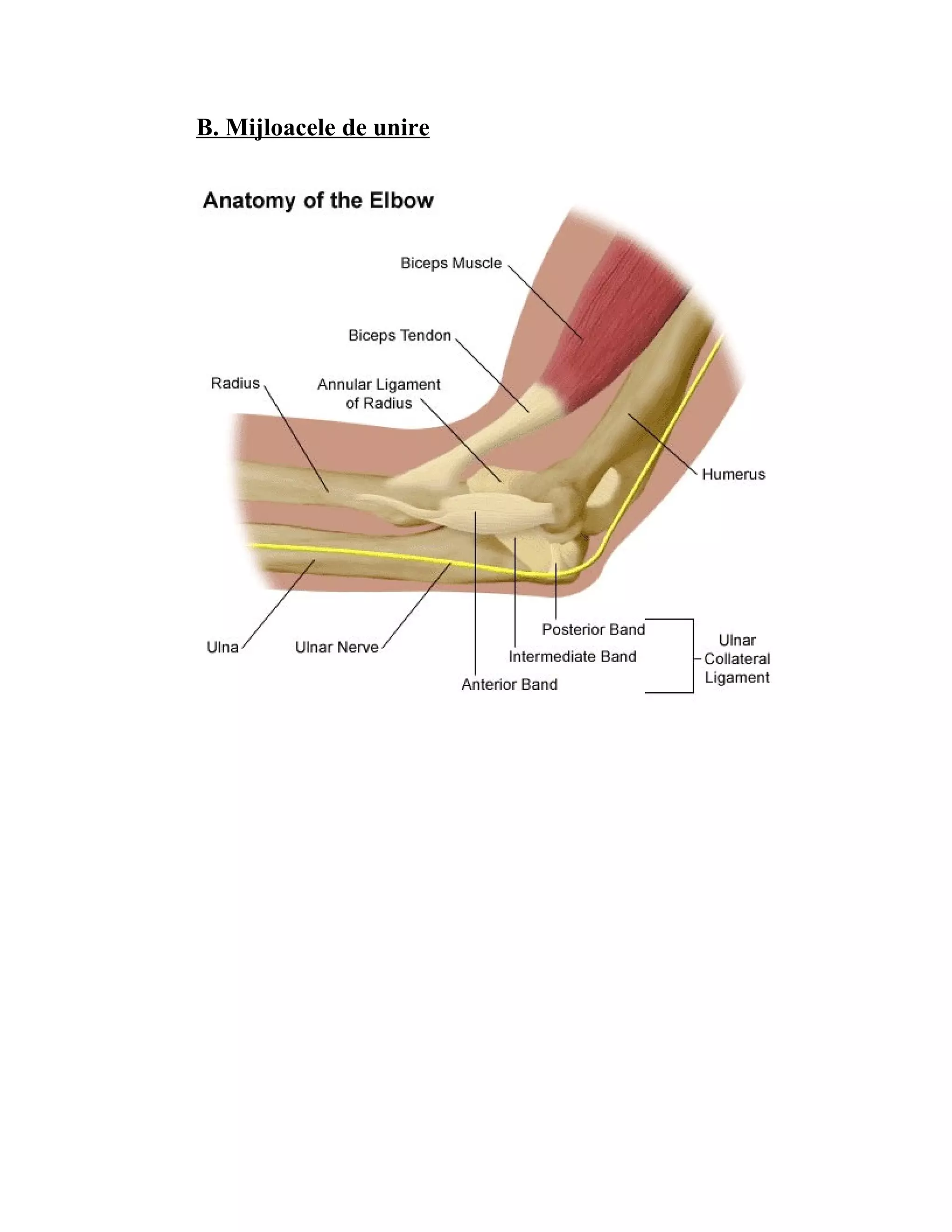 Funny bone. Квадратная связка локтевого сустава. Кости локтевого сустава анатомия. Строение локтевого сустава человека.