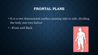 • It is a two dimensional surface passing side to side, dividing
the body into two halves
• –Front and Back
FRONTAL PLANE
 