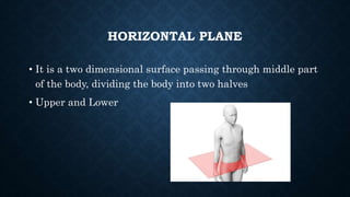 HORIZONTAL PLANE
• It is a two dimensional surface passing through middle part
of the body, dividing the body into two halves
• Upper and Lower
 
