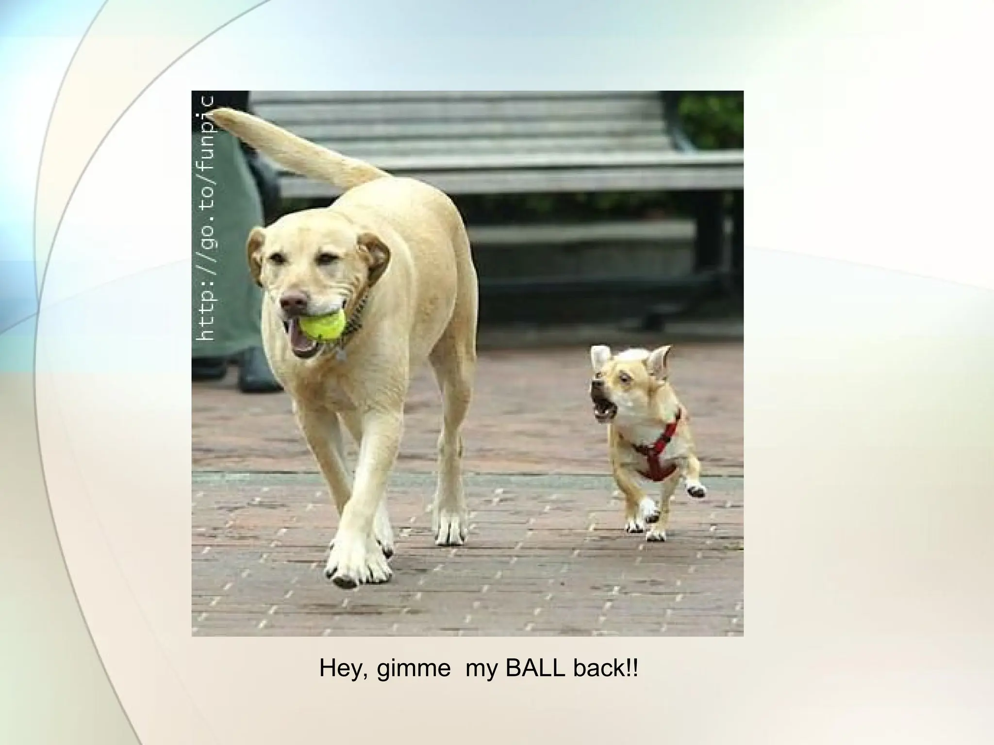 Hey, gimme my BALL back!!
 