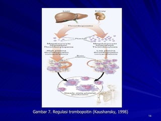 Gambar 7. Regulasi trombopoitin (Kaushansky, 1998) 
