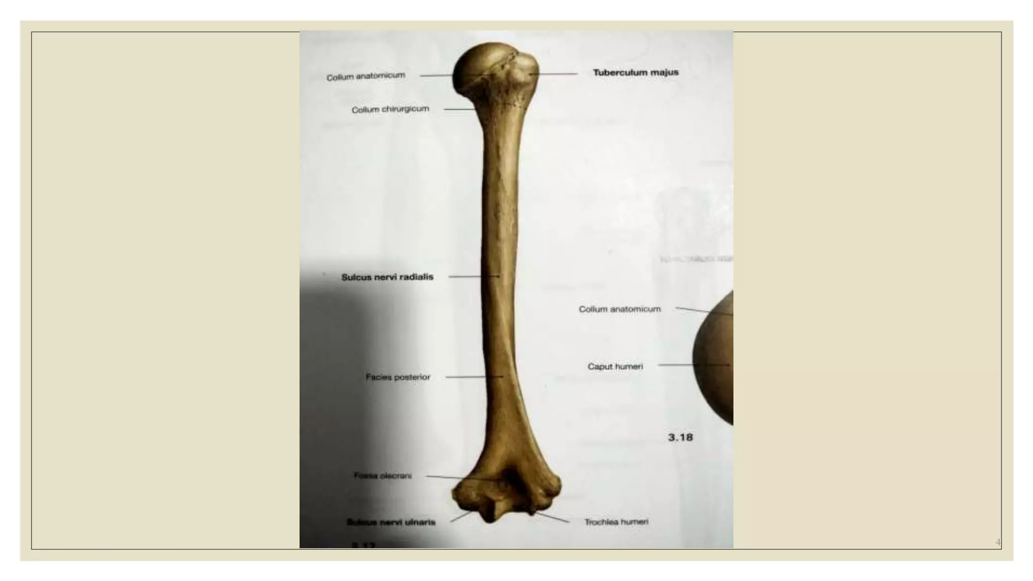 Humerus Dextra Refka Fraktur Humerus.pptx