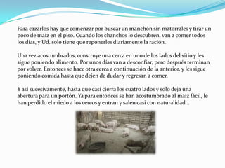 Para cazarlos hay que comenzar por buscar un manchón sin matorrales y tirar un
poco de maíz en el piso. Cuando los chanchos lo descubren, van a comer todos
los días, y Ud. solo tiene que reponerles diariamente la ración.
Una vez acostumbrados, construye una cerca en uno de los lados del sitio y les
sigue poniendo alimento. Por unos días van a desconfiar, pero después terminan
por volver. Entonces se hace otra cerca a continuación de la anterior, y les sigue
poniendo comida hasta que dejen de dudar y regresan a comer.
Y así sucesivamente, hasta que casi cierra los cuatro lados y solo deja una
abertura para un portón. Ya para entonces se han acostumbrado al maíz fácil, le
han perdido el miedo a los cercos y entran y salen casi con naturalidad…
 