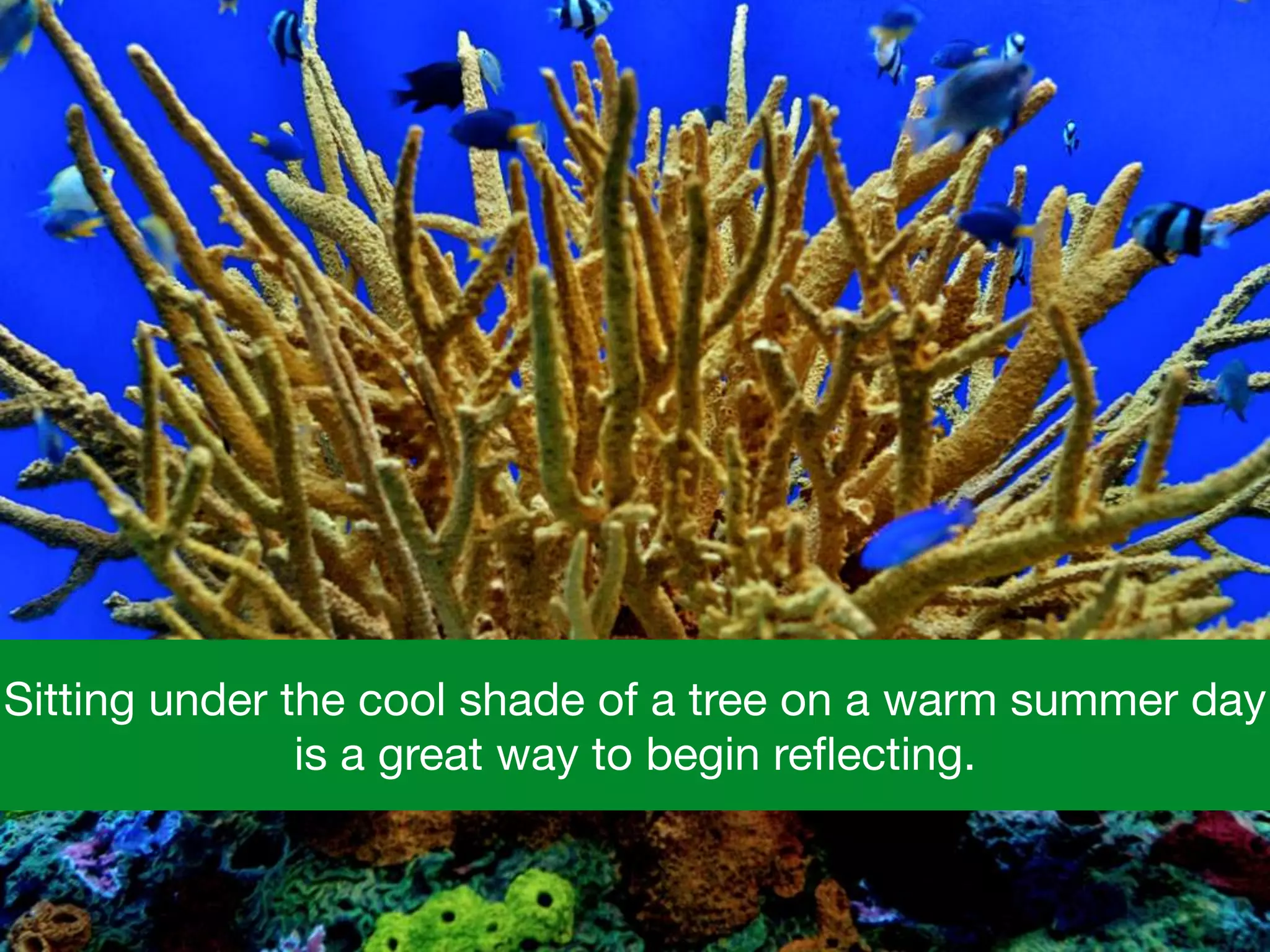 Sitting under the cool shade of a tree on a warm summer day
is a great way to begin reﬂecting.
 