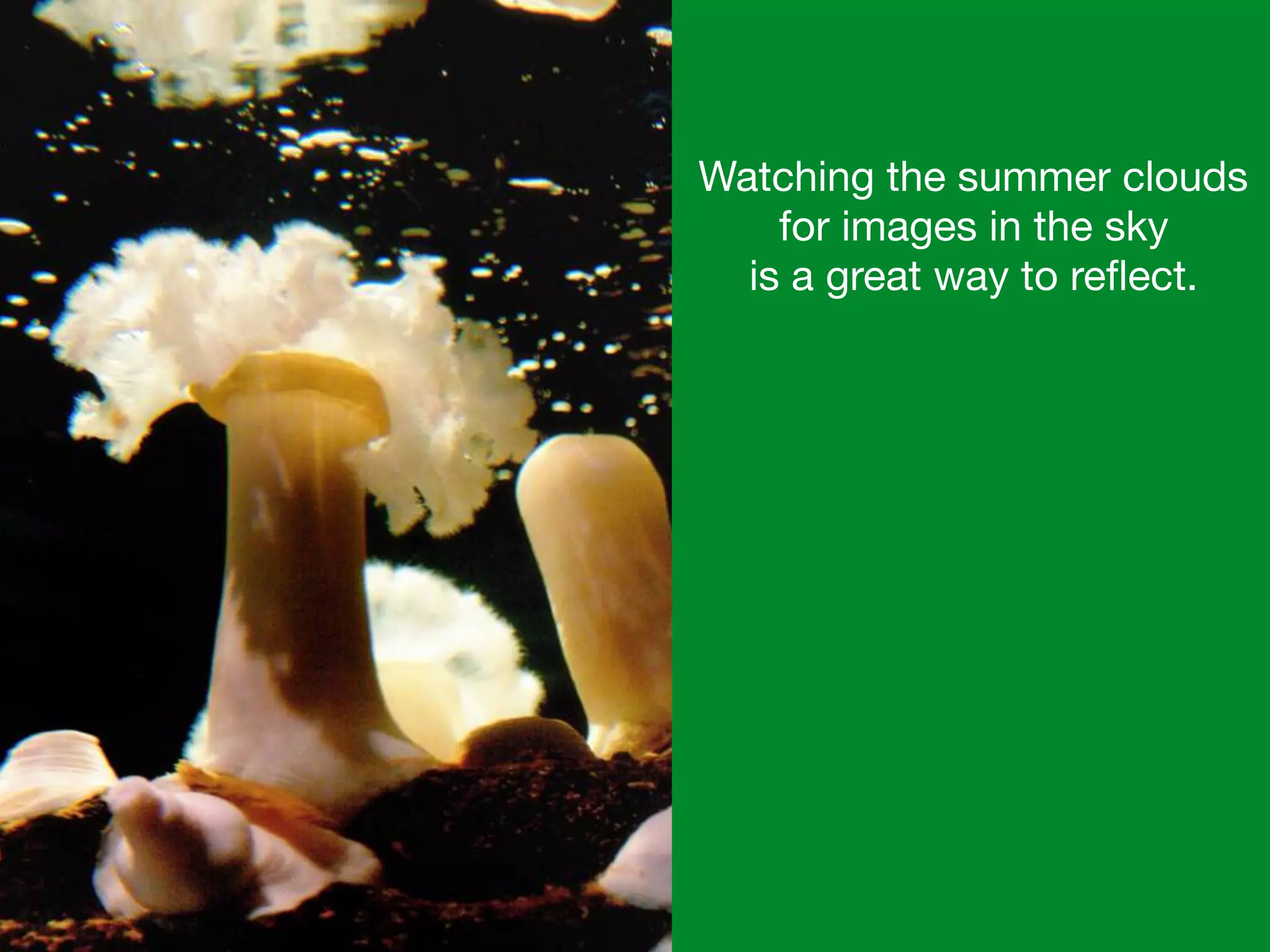 Watching the summer clouds
for images in the sky 

is a great way to reﬂect.
 