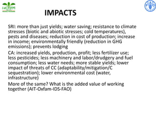 IMPACTS
SRI: more than just yields; water saving; resistance to climate
stresses (biotic and abiotic stresses; cold temperatures),
pests and diseases; reduction in cost of production; increase
in income; environmentally friendly (reduction in GHG
emissions); prevents lodging
CA: increased yields, production, profit; less fertilizer use;
less pesticides; less machinery and labor/drudgery and fuel
consumption; less water needs; more stable yields; lower
impact of threats of CC (adaptability/mitigation/C
sequestration); lower environmental cost (water,
infrastructure)
More of the same? What is the added value of working
together (AIT-Oxfam-IDS-FAO)
 