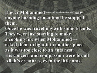 If ever Mohammed (peace and blessings upon him)  saw anyone harming an animal he stopped them.  Once he was travelling with some friends. They were just starting to make a cooking fire when Mohammed (pbuh)   asked them to light it in another place  as it was too close to an ants nest.  His concern and compassion were for all Allah’s creatures, even the little ants. 