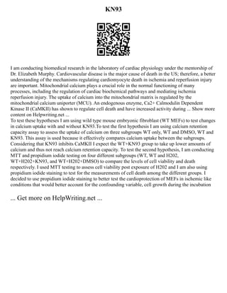 KN93
I am conducting biomedical research in the laboratory of cardiac physiology under the mentorship of
Dr. Elizabeth Murphy. Cardiovascular disease is the major cause of death in the US; therefore, a better
understanding of the mechanisms regulating cardiomyocyte death in ischemia and reperfusion injury
are important. Mitochondrial calcium plays a crucial role in the normal functioning of many
processes, including the regulation of cardiac biochemical pathways and mediating ischemia
reperfusion injury. The uptake of calcium into the mitochondrial matrix is regulated by the
mitochondrial calcium uniporter (MCU). An endogenous enzyme, Ca2+ Calmodulin Dependent
Kinase II (CaMKII) has shown to regulate cell death and have increased activity during ... Show more
content on Helpwriting.net ...
To test these hypotheses I am using wild type mouse embryonic fibroblast (WT MEFs) to test changes
in calcium uptake with and without KN93.To test the first hypothesis I am using calcium retention
capacity assay to assess the uptake of calcium on three subgroups WT only, WT and DMSO, WT and
KN93. This assay is used because it effectively compares calcium uptake between the subgroups.
Considering that KN93 inhibits CaMKII I expect the WT+KN93 group to take up lower amounts of
calcium and thus not reach calcium retention capacity. To test the second hypothesis, I am conducting
MTT and propidium iodide testing on four different subgroups (WT, WT and H202,
WT+H202+KN93, and WT+H202+DMSO) to compare the levels of cell viability and death
respectively. I used MTT testing to assess cell viability post exposure of H202 and I am also using
propidium iodide staining to test for the measurements of cell death among the different groups. I
decided to use propidium iodide staining to better test the cardioprotection of MEFs in ischemic like
conditions that would better account for the confounding variable, cell growth during the incubation
... Get more on HelpWriting.net ...
 