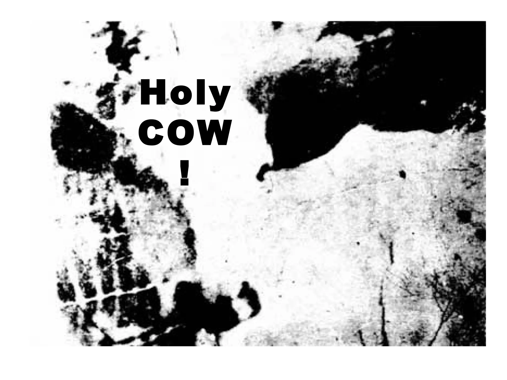 Holy
COW
!
 