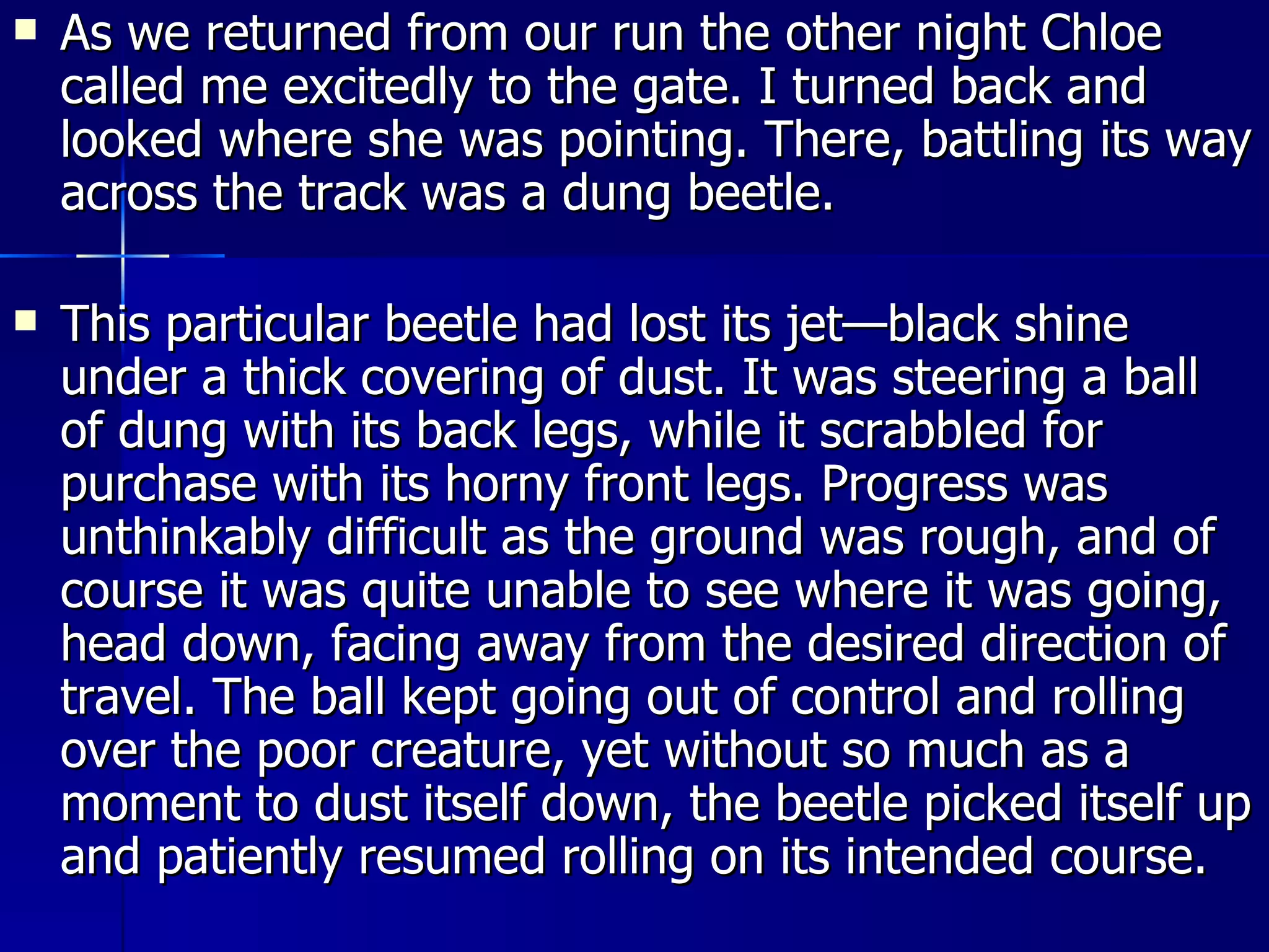 As we returned from our run the other night Chloe called me excitedly to the gate. I turned back and looked where she was pointing. There, battling its way across the track was a dung beetle. This particular beetle had lost its jet—black shine under a thick covering of dust. It was steering a ball of dung with its back legs, while it scrabbled for purchase with its horny front legs. Progress was unthinkably difficult as the ground was rough, and of course it was quite unable to see where it was going, head down, facing away from the desired direction of travel. The ball kept going out of control and rolling over the poor creature, yet without so much as a moment to dust itself down, the beetle picked itself up and patiently resumed rolling on its intended course. 