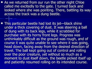 As we returned from our run the other night Chloe called me excitedly to the gate. I turned back and looked where she was pointing. There, battling its way across the track was a dung beetle. This particular beetle had lost its jet—black shine under a thick covering of dust. It was steering a ball of dung with its back legs, while it scrabbled for purchase with its horny front legs. Progress was unthinkably difficult as the ground was rough, and of course it was quite unable to see where it was going, head down, facing away from the desired direction of travel. The ball kept going out of control and rolling over the poor creature, yet without so much as a moment to dust itself down, the beetle picked itself up and patiently resumed rolling on its intended course. 
