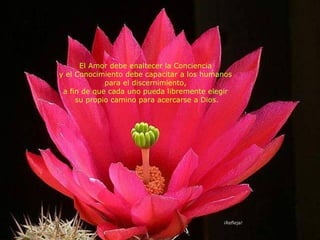 El Amor debe enaltecer la Conciencia  y el Conocimiento debe capacitar a los humanos  para el discernimiento,  a fin de que cada uno pueda libremente elegir  su propio camino para acercarse a Dios. ¡Refleja! 
