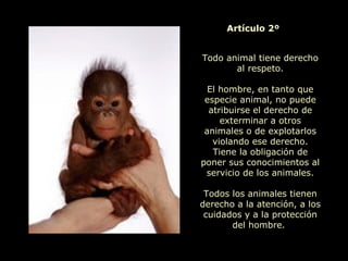 Todo animal tiene derecho
al respeto.
El hombre, en tanto que
especie animal, no puede
atribuirse el derecho de
exterminar a otros
animales o de explotarlos
violando ese derecho.
Tiene la obligación de
poner sus conocimientos al
servicio de los animales.
Todos los animales tienen
derecho a la atención, a los
cuidados y a la protección
del hombre.
Artículo 2º
 
