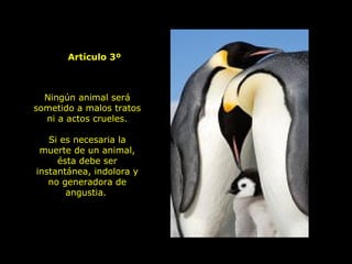 Ningún animal será
sometido a malos tratos
ni a actos crueles.
Si es necesaria la
muerte de un animal,
ésta debe ser
instantánea, indolora y
no generadora de
angustia.
Artículo 3º
 