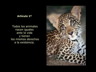 Todos los animales nacen iguales  ante la vida  y tienen  los mismos derechos a la existencia.   Artículo 1º 