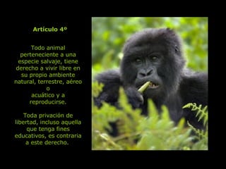 Todo animal perteneciente a una especie salvaje, tiene derecho a vivir libre en su propio ambiente natural, terrestre, aéreo o acuático y a reproducirse. Toda privación de libertad, incluso aquella que tenga fines educativos, es contraria a este derecho.   Artículo 4º 
