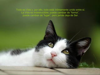 Todo es Vida y, por ello, todo está íntimamente unido entre sí. La Vida es indestructible; puede cambiar de “forma”,  puede cambiar de “lugar”, pero jamás deja de Ser. 