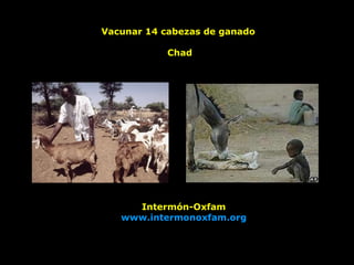 Vacunar 14 cabezas de ganado  Chad Intermón-Oxfam www.intermonoxfam.org 