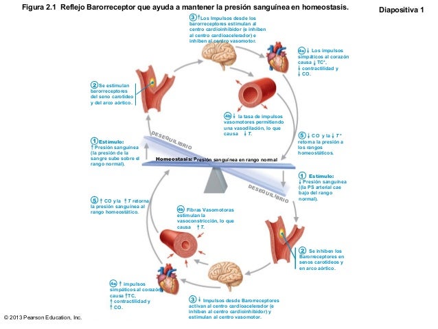 Aquí es whay usted debe hacer sobre la hipertensión arterial causas