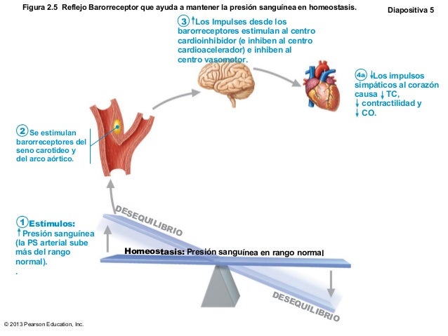 Resultado de imagen para barorreceptores del arbol arterial