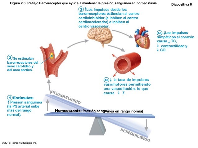 Resultado de imagen para reflejo barorreceptor