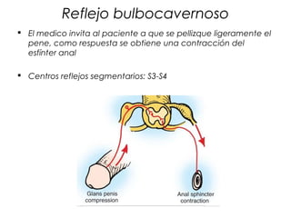 Reflejo bulbocavernoso
 El medico invita al paciente a que se pellizque ligeramente el
  pene, como respuesta se obtiene una contracción del
  esfínter anal

 Centros reflejos segmentarios: S3-S4
 