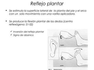 Reflejo plantar
 Se estimula la superficie lateral de la planta del pie y el arco
  con un solo movimiento con una varilla aplicadora.

 Se produce la flexión plantar de los dedos (centro
  reflexógeno: S1-S2)

    Inversión del reflejo plantar
    Signo de abanico
 