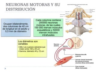NEURONAS MOTORAS Y SU
DISTRIBUCIÓN
Ocupan bilateralmente,
dos columnas de 40 cm
de longitud en el adulto y
0,5 mm de diámetro
Cada columna contiene
200000 neuronas
motoras, de las cuales
150 000 inervan músculos
esqueléticos y 50000
inervan músculos
intrafusales
Los diámetros son
variables
• Alfa: Los cuerpos celulares que
miden entre 100 y 25 um
• Gamma: diámetro 40 y 15 um
 