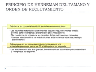 PRINCIPIO DE HENNEMAN DEL TAMAÑO Y
ORDEN DE RECLUTAMIENTO
• Las neuronas motoras con diámetro más pequeño requieren menos entrada
eléctrica para encenderse a diferencia de otras más grandes.
• Alta resistencia de entrada de las dendritas de las motoneuronas pequeñas
• Tienden naturalmente a ser más excitables a los estímulos espinales y reflejos
descendentes
Estudio de las propiedades eléctricas de las neuronas motoras
• Las motoneuronas alfa más grandes, tienen niveles de actividad espontánea entre 0
y 10 impulsos por segundo.
Esto provoca en las pequeñas motoneuronas gamma una
actividad espontanea, tónica, de 30 a 50 impulsos por segundo
 