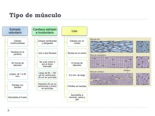 Tipo de músculo
Estriado
voluntario
Células
multinucleadas
Núcleos en la
periferia
50 micras de
diámetro
Largos: de 1 a 40
mm.
Fibrillas con
bandas
Asociadas al hueso
Cardiaco estriado
e involuntario
Celulas ramificadas
y alargadas
Uno o dos Núcleos
Se unen entre si
por el disco
intercalar
Largo de 60 – 140
um en ventriculos,
20 um en auriculas
Diametro 20 um en
ventriculos y 5-6um
en auriculas
Liso
Células con un
núcleo
Núcleo en el centro
6 micras de
diámetro
0,2 mm. de largo
Fibrillas sin bandas
Asociadfos a
vísceras, vasos y
piel
 