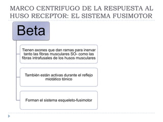 MARCO CENTRIFUGO DE LA RESPUESTA AL
HUSO RECEPTOR: EL SISTEMA FUSIMOTOR
Beta
Tienen axones que dan ramas para inervar
tanto las fibras musculares SO- como las
fibras intrafusales de los husos musculares
También están activas durante el reflejo
miotático tónico
Forman el sistema esqueleto-fusimotor
 